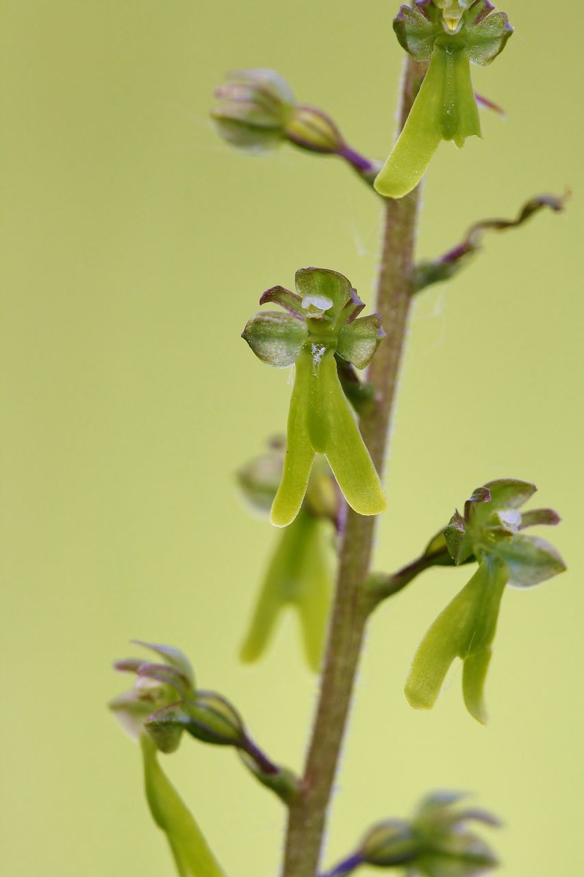 CLOSE-UP OF GREEN PLANT ON STEM