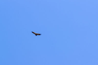 Low angle view of airplane flying in sky