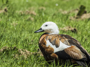 Close-up of a bird on grass