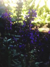 Close-up of purple flowering plants on field
