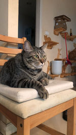 Cat sitting on table at home