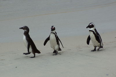 High angle view of penguins at beach