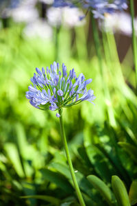 Close-up of purple flowering plant