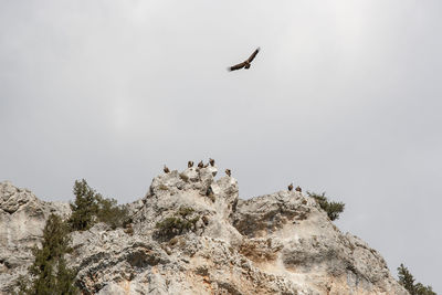 Low angle view of bird flying in sky