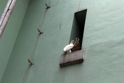 High angle view of birds on wall