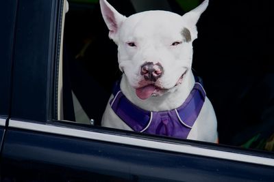 Close-up of dog