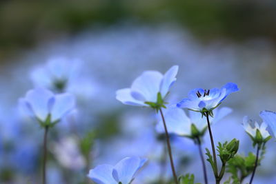 Close-up of purple flowering plant