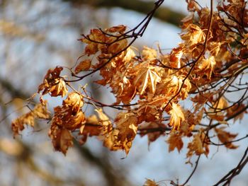 Close-up of autumnal leaves against blurred background