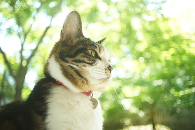 A tabby cat sitting against the background of fresh green