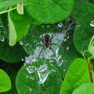 High angle view of water drops on spider web