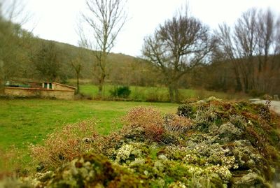 Scenic view of grass and trees