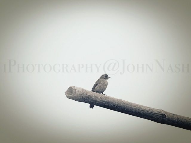 animal themes, one animal, bird, animals in the wild, wildlife, perching, copy space, clear sky, text, low angle view, close-up, communication, no people, day, focus on foreground, outdoors, nature, western script, full length, side view