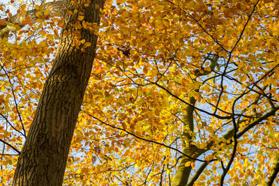 Low angle view of tree in forest during autumn