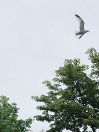 Low angle view of seagull flying in the sky