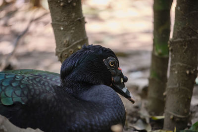 Close-up of a bird