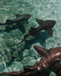 High angle view of fish swimming in sea