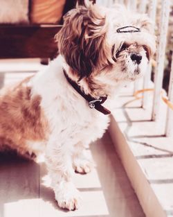 Close-up of dog at home