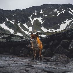 Fox standing on rock against mountain
