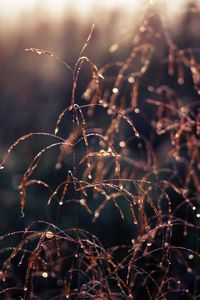 Close-up of wet spider web on plant