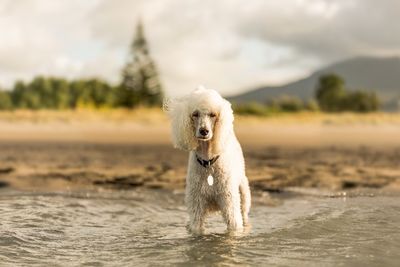 Portrait of a dog in water
