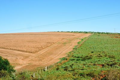 Scenic view of agricultural field against clear sky