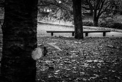 Trees in the forest