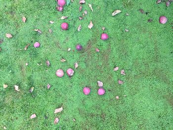 High angle view of pink flowering plants on land