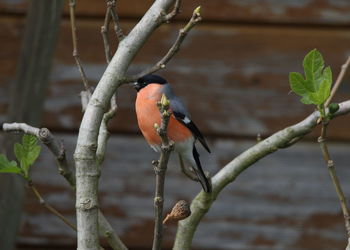 Close-up of bird perching on branch