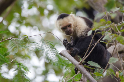 Low angle view of monkey sitting on tree