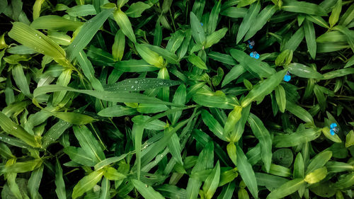 Full frame shot of flowering plants