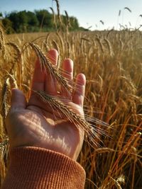 Close-up of human hand on field