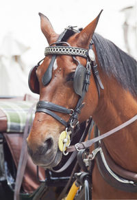 Close-up of horse cart