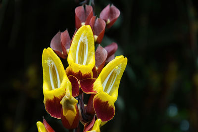 Close-up of orange flower