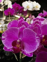 Close-up of flowers blooming outdoors