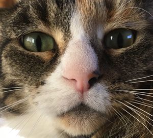 Close-up portrait of a cat