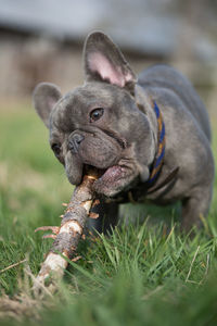 French bulldog biting on stick at park