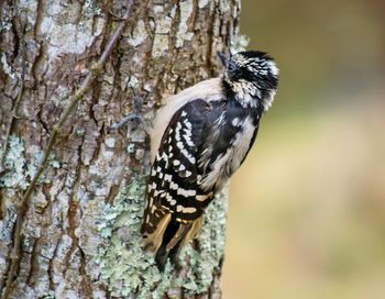 Close-up of bird perching on tree