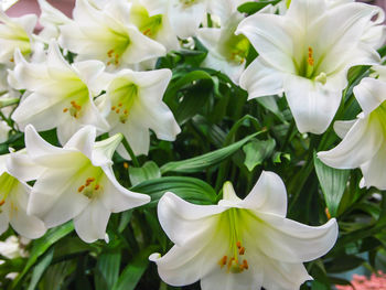 Close-up of white flowers