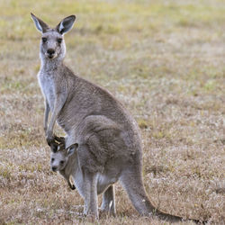 Wild eastern grey kangaroo and adorable joey at sunset, australia