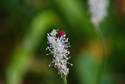 Close-up of insect on flower