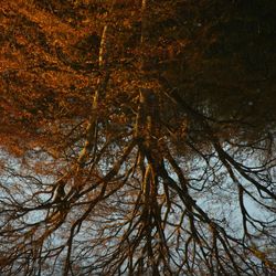 Low angle view of trees in forest