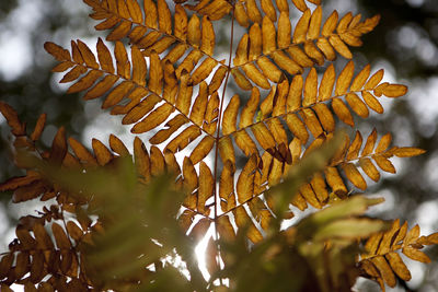 Close-up of leaves