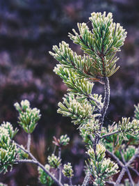 Close-up of flowering plant