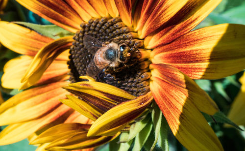 Close-up of honey bee pollinating flower