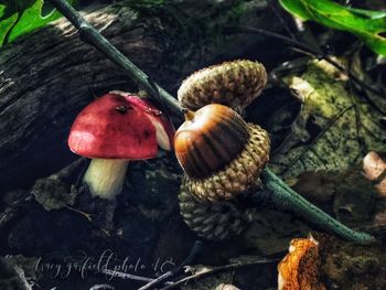 Close-up of mushrooms growing on field