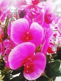 Close-up of pink flowers blooming outdoors