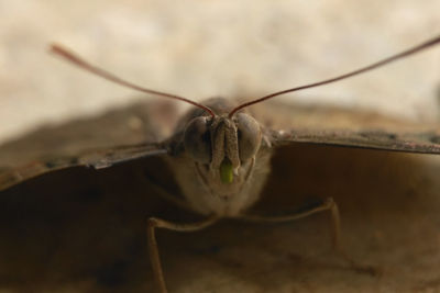 Close-up of insect