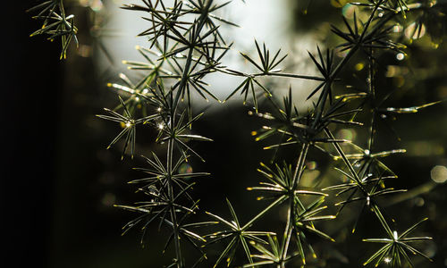 Close-up of cactus plant at night