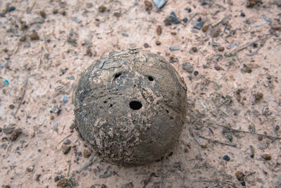 Close up of coconut on ground