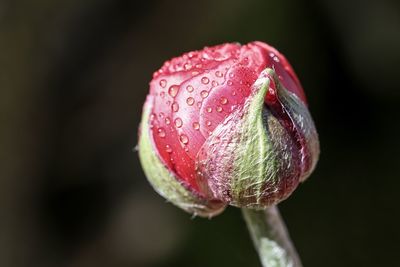 Close-up of raindrops on pink flower